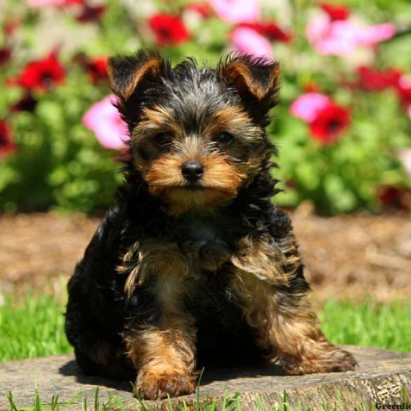 Mickey, Yorkshire Terrier Puppy