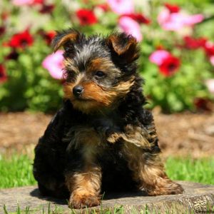 Mickey, Yorkshire Terrier Puppy