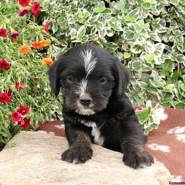 Midnight, Cavalier King Charles Mix Puppy