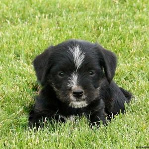 Midnight, Cavalier King Charles Mix Puppy