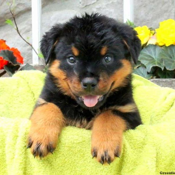 Mikey, Rottweiler Puppy