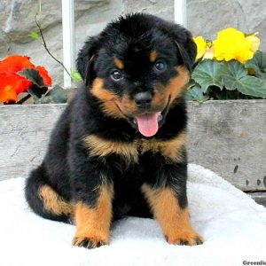 Mikey, Rottweiler Puppy