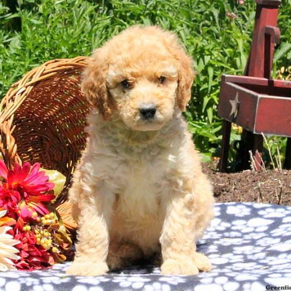 Mindy, Bernedoodle Puppy