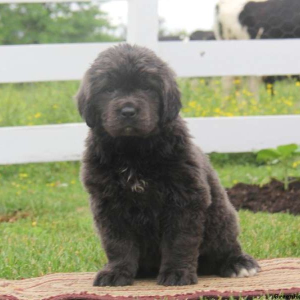 Mindy, Newfoundland Puppy