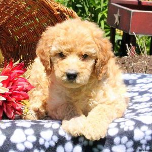 Mindy, Bernedoodle Puppy