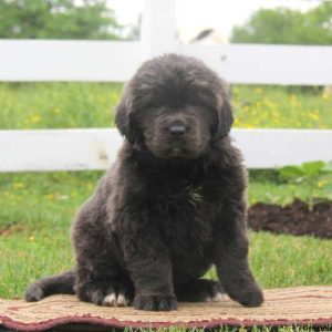 Mindy, Newfoundland Puppy