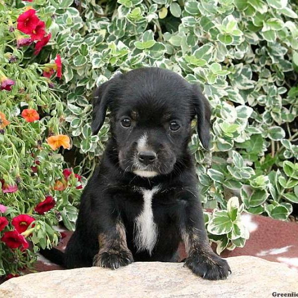 Minnie, Cavalier King Charles Mix Puppy