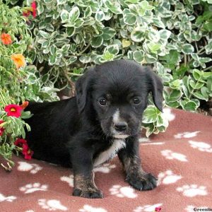 Minnie, Cavalier King Charles Mix Puppy