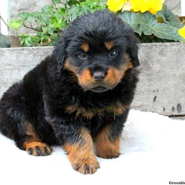 Miracle, Rottweiler Puppy