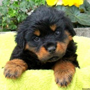 Miracle, Rottweiler Puppy