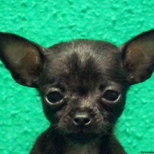 Missie, Chihuahua Puppy