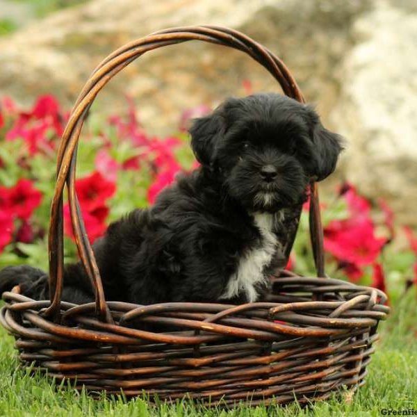 Misty, Shih-Poo Puppy