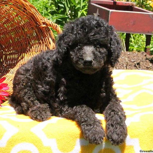 Misty, Bernedoodle Puppy