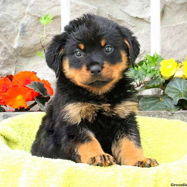 Misty, Rottweiler Puppy