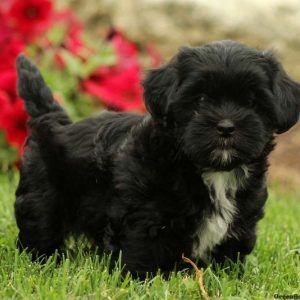 Misty, Shih-Poo Puppy