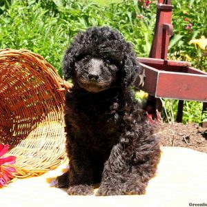 Misty, Bernedoodle Puppy