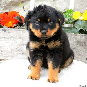 Misty, Rottweiler Puppy