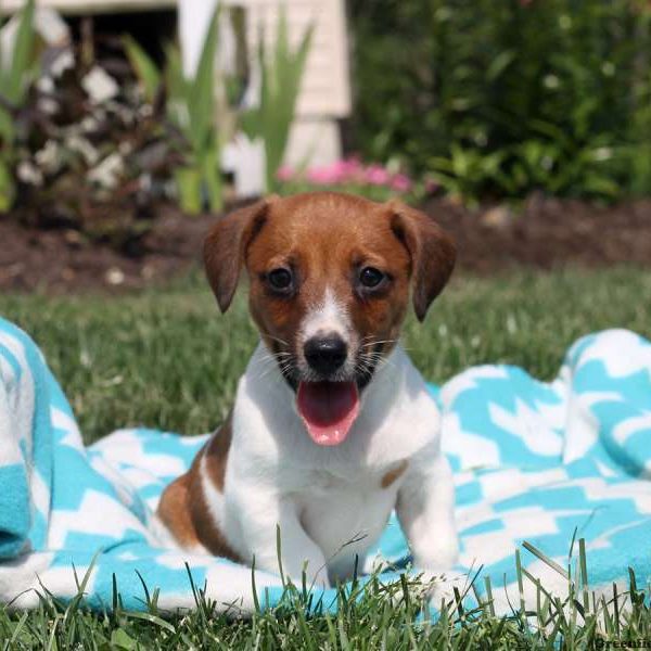 Mitch, Jack Russell Terrier Puppy