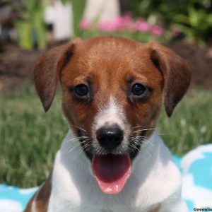 Mitch, Jack Russell Terrier Puppy