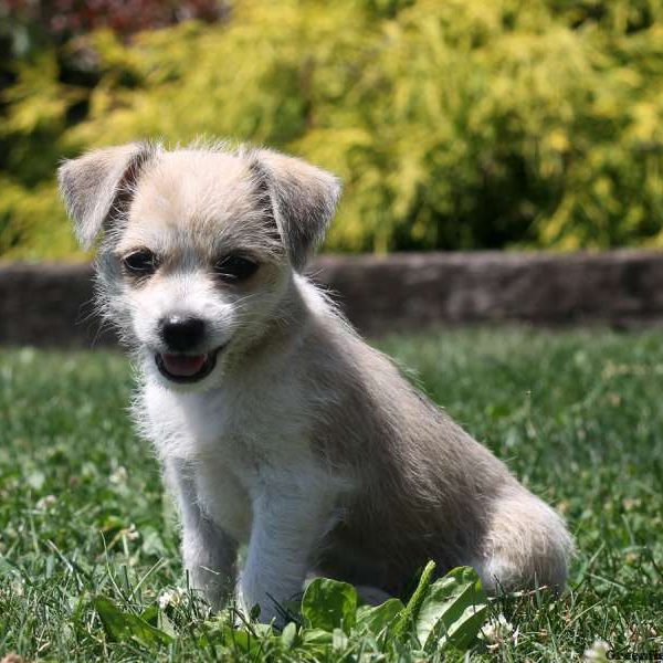 Mitzy, Fox Terrier Mix Puppy