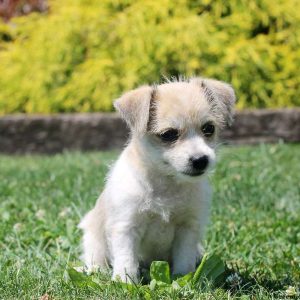 Mitzy, Fox Terrier Mix Puppy