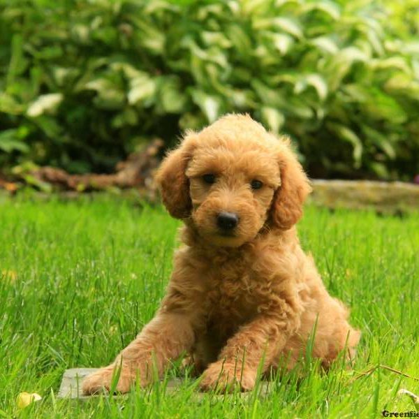 Mo, Labradoodle-Miniature Puppy