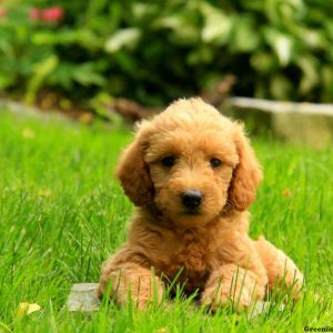 Mo, Labradoodle-Miniature Puppy