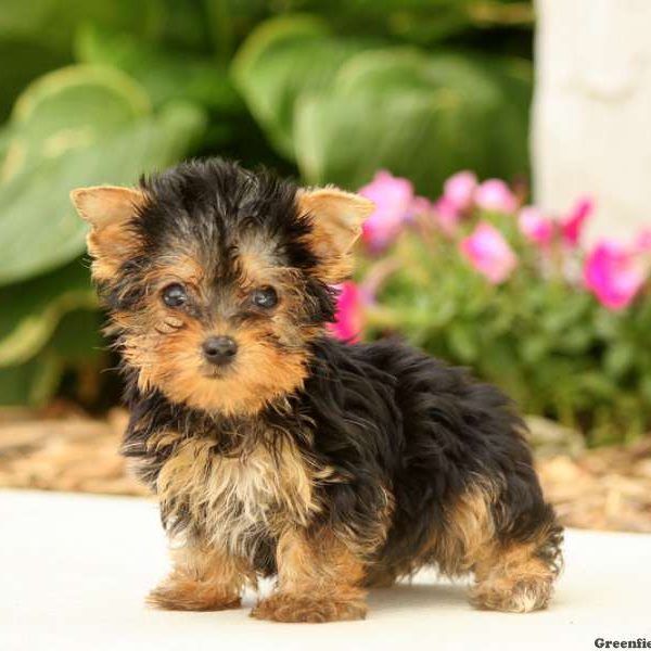 Moby-Teacup, Yorkshire Terrier Puppy