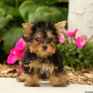 Moby-Teacup, Yorkshire Terrier Puppy