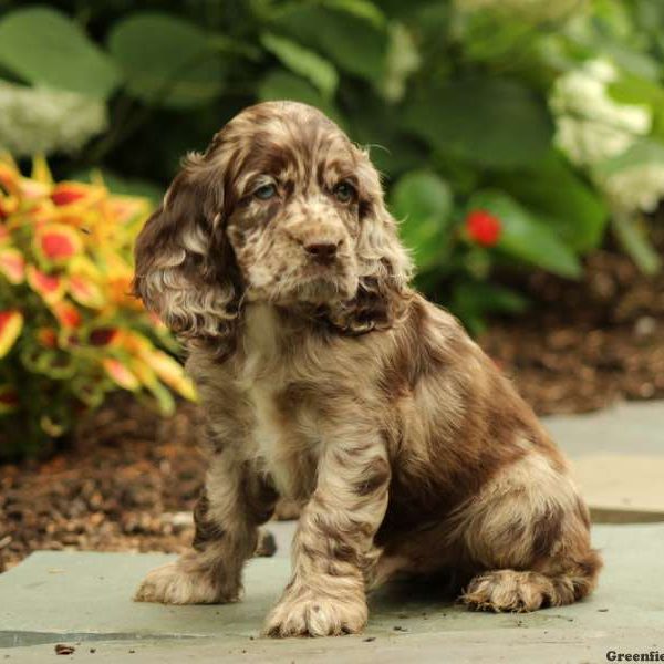 Mocha, Cocker Spaniel Puppy