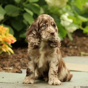 Mocha, Cocker Spaniel Puppy