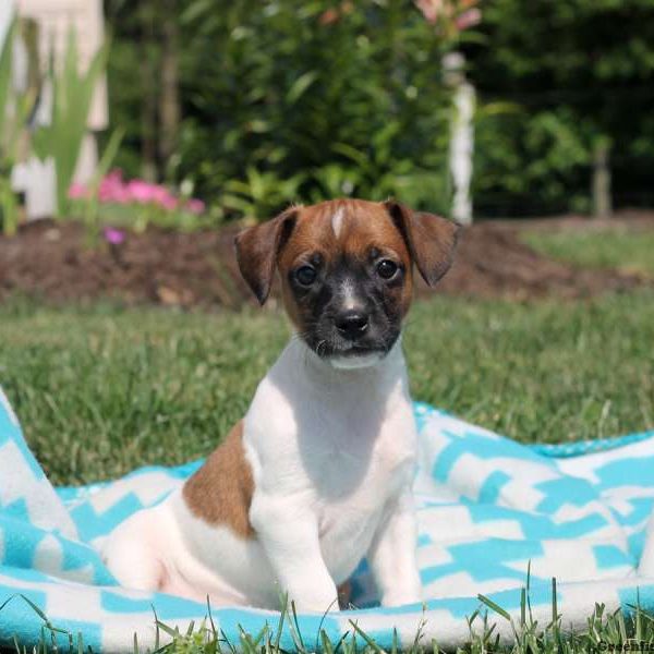 Moe, Jack Russell Terrier Puppy