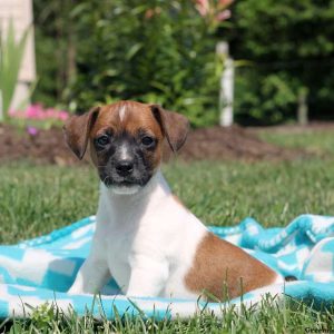 Moe, Jack Russell Terrier Puppy