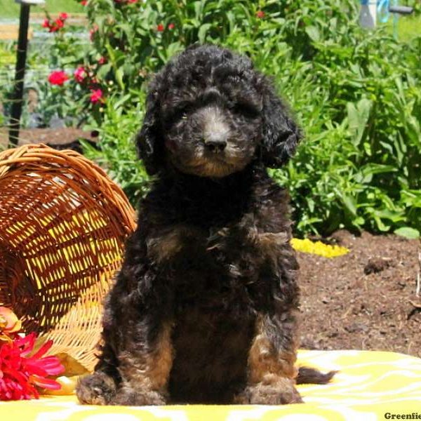 Molly, Bernedoodle Puppy