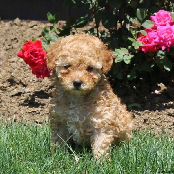 Molly, Miniature Poodle Puppy