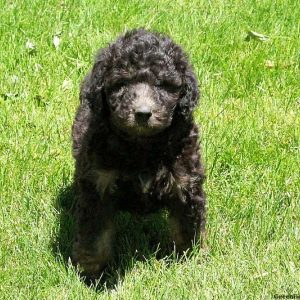 Molly, Bernedoodle Puppy