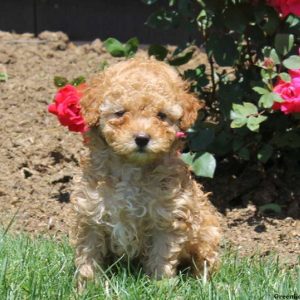 Molly, Miniature Poodle Puppy