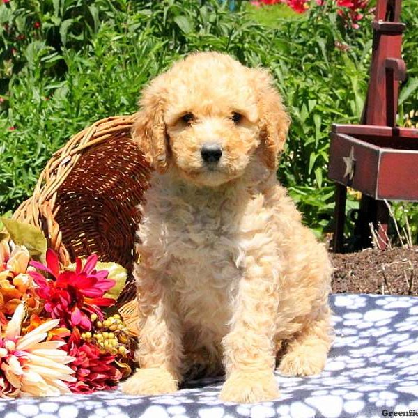 Mory, Bernedoodle Puppy