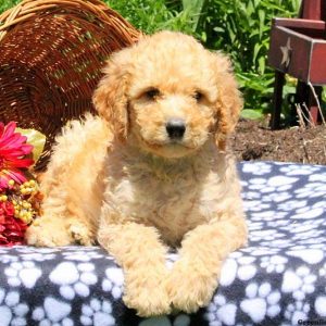 Mory, Bernedoodle Puppy