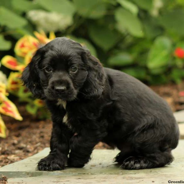 Mudge, Cocker Spaniel Puppy