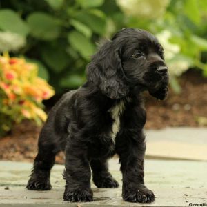 Mudge, Cocker Spaniel Puppy