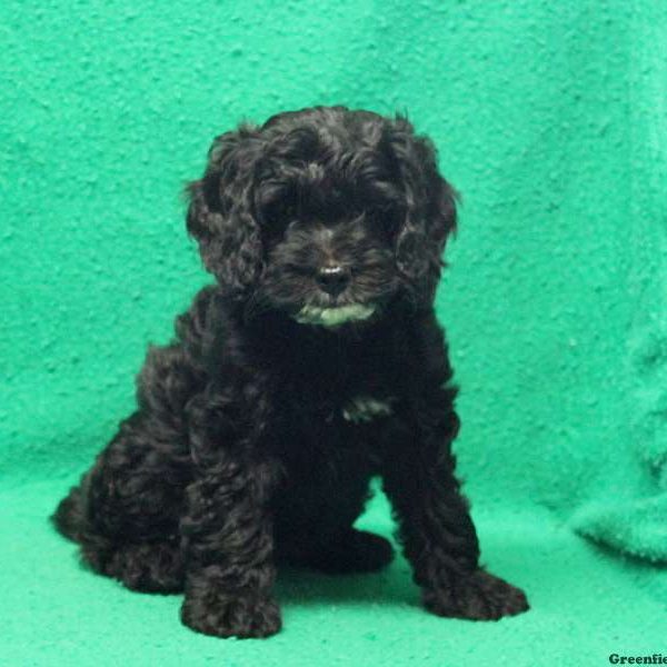 Nadine – petite, Miniature Poodle Mix Puppy