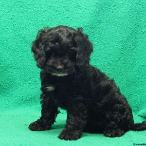 Nadine – petite, Miniature Poodle Mix Puppy