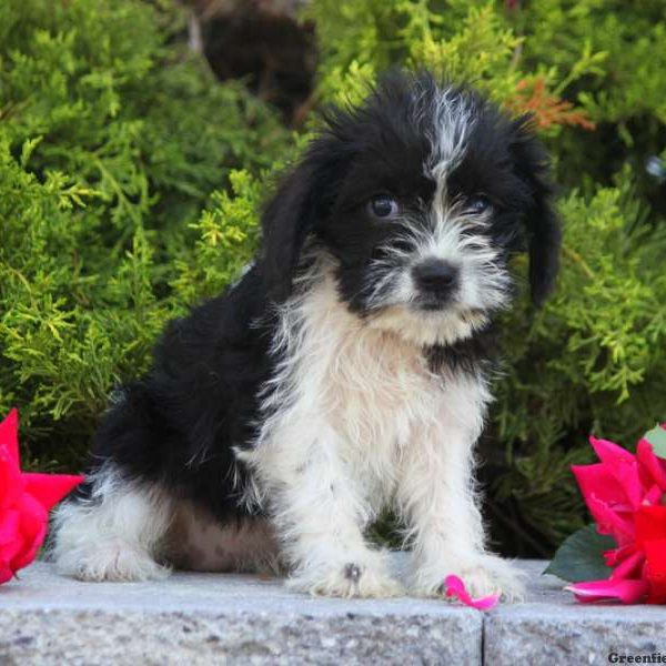 Nadine, Schnoodle-Miniature Puppy