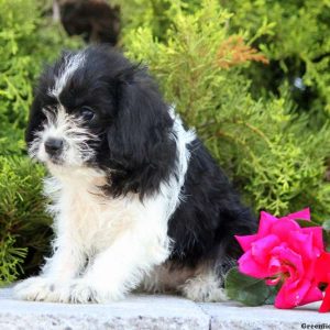 Nadine, Schnoodle-Miniature Puppy