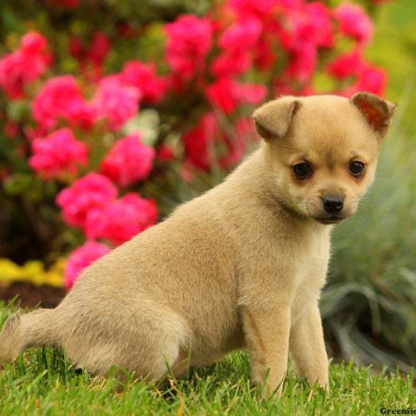 Nan, Pomeranian Mix Puppy