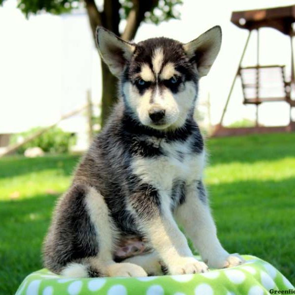 Nasey, Siberian Husky Mix Puppy