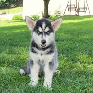 Nasey, Siberian Husky Mix Puppy