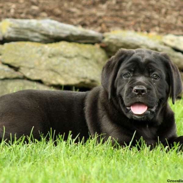 Natalie, Cane Corso Puppy