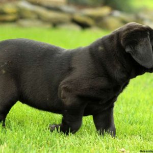 Natalie, Cane Corso Puppy